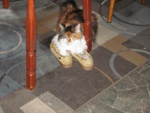 Sprite trying Steve's slippers on for size.